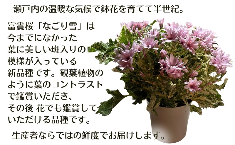 モリヒロ園芸が育てた富貴桜「なごり雪」