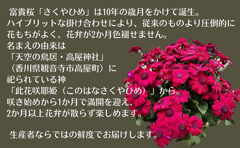 モリヒロ園芸が育てた富貴桜「さくやひめ」