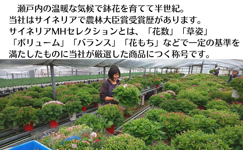モリヒロ園芸が育てたサイネリア「MHセレクション」