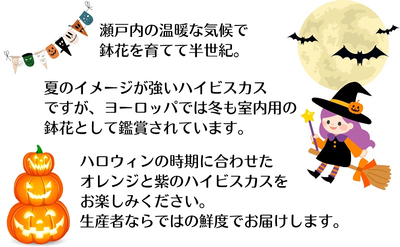 モリヒロ園芸が育てた「ハロウィンハイビスカス」