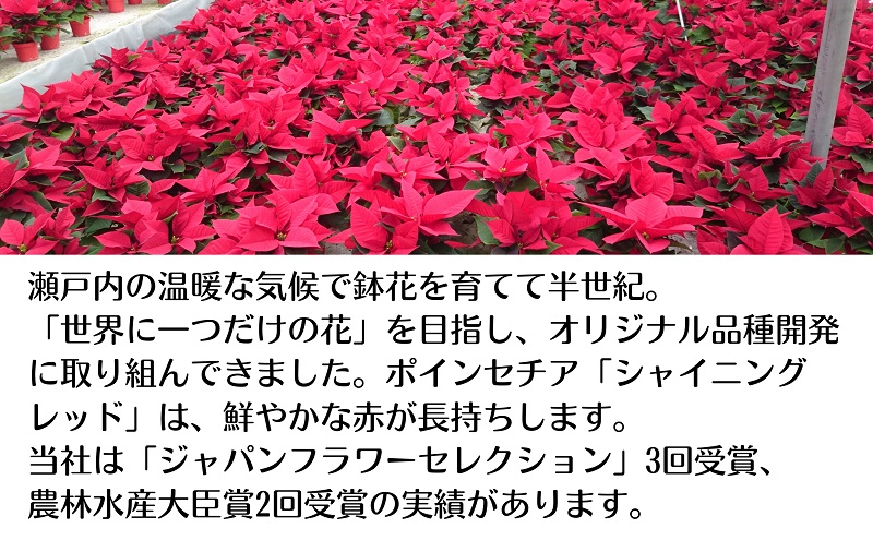 モリヒロ園芸が育てたポインセチアとプリンセチア
