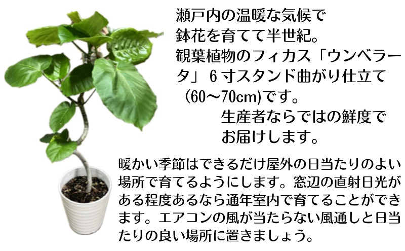 モリヒロ園芸が育てたフィカス「ウンベラータ」