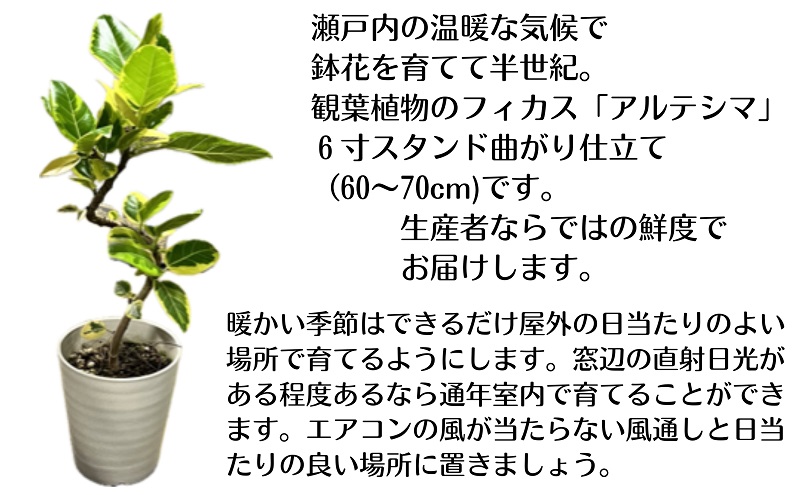 モリヒロ園芸が育てたフィカス「アルテシマ」