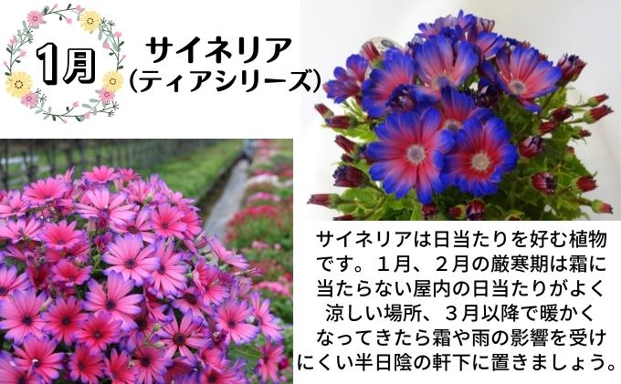 モリヒロ園芸が育てたお花の定期便（年間5回）
