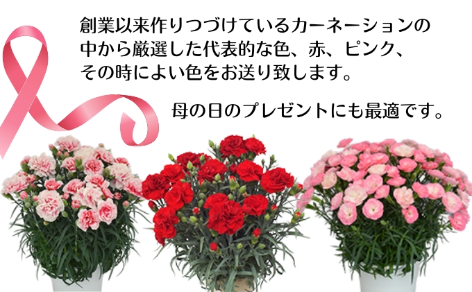 モリヒロ園芸が育てたカーネーション