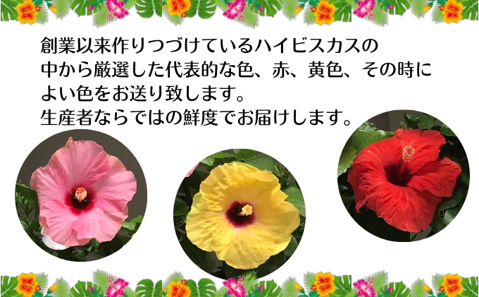 モリヒロ園芸が育てた3日間咲き続けるハイビスカス