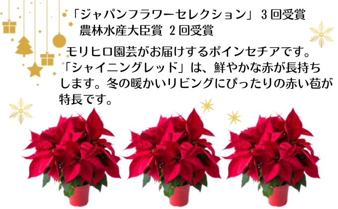 モリヒロ園芸が育てたポインセチア