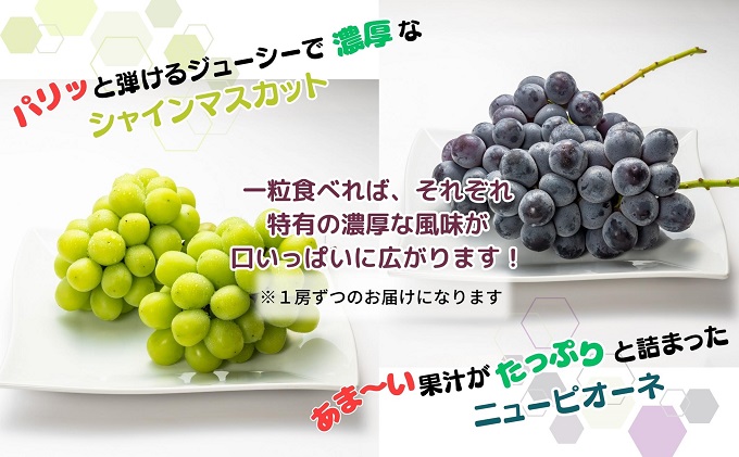 【2026年8月中旬より順次発送】大房シャインマスカット＆大房ニューピオーネ　各1房　（各約600g） ジューシー 濃厚 果汁たっぷり デザート 食後 国産 日本産 観音寺産 食べ比べ ブドウ食べ比べ 食べ物