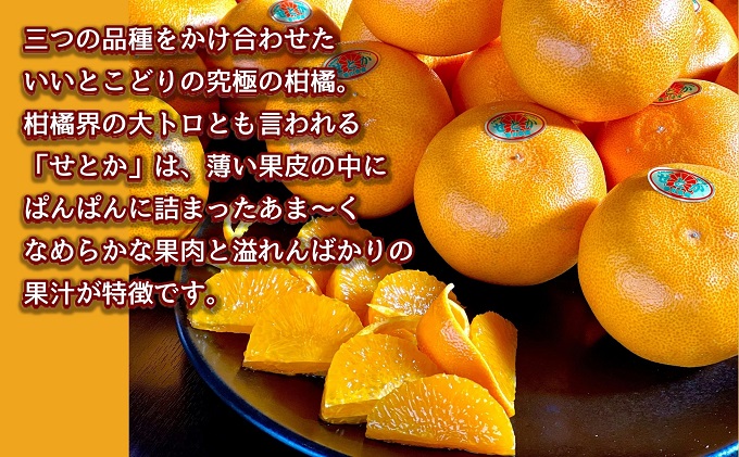 【2026年2月上旬より順次発送】柑橘界の大トロ！せとか　約3kg 果物 フルーツ 国産 日本産 冬の味覚 冬の果物 冬のフルーツ 観音寺市産