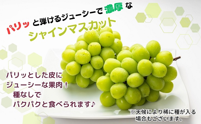 【2026年先行予約 極撰】シャインマスカット　約2kg（3～5房） 果物 ぶどう フルーツ デザート 食後 国産 日本産 産地直送 ジューシー 種なし 観音寺産