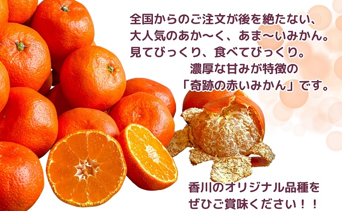 【2025年11月中旬より順次発送】ご家庭用！真っ赤なみかんの小原紅早生　約3kg 果物 フルーツ 柑橘 デザート おやつ 食後 国産 日本産 産地直送 香川オリジナル品種 食べ物