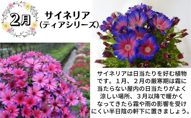 モリヒロ園芸が育てたお花とトマトの定期便（年間11回） 