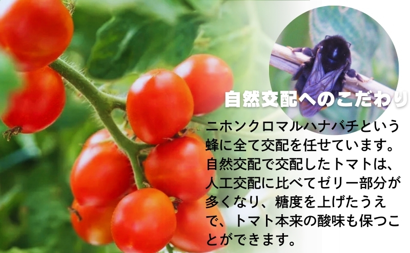 モリヒロ園芸が育てたじょんならんトマトの定期便C　ギフ