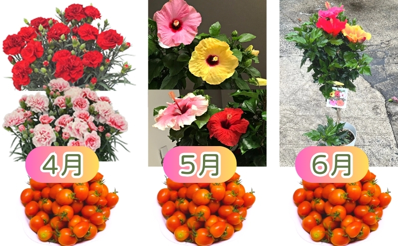 モリヒロ園芸が育てたお花とトマトの12ヶ月定期便 植物 野