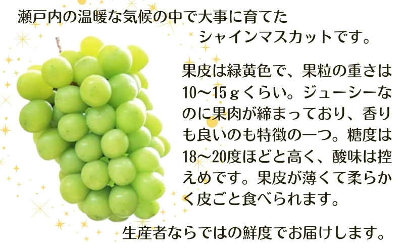 モリヒロ園芸が育てたじょんならんトマトとシャインマス