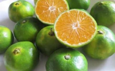 2025年秋よりお届け フジカワ温州みかん 約10kg 果物 柑橘 フルーツ おやつ 間食 デザート 食後 極早生 早生 甘い 大容量 冬 秋