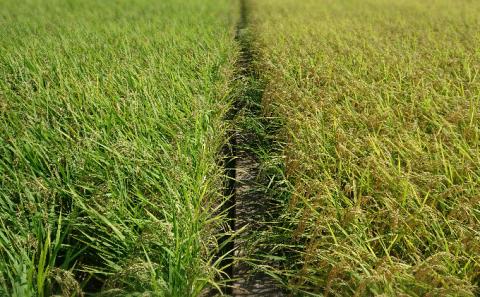 森のそら精米（白米・もち米）セット