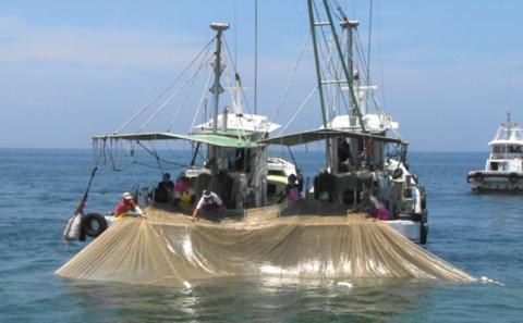 旨味がハンパない伊吹島「釜揚げいりこしょうゆ焼」