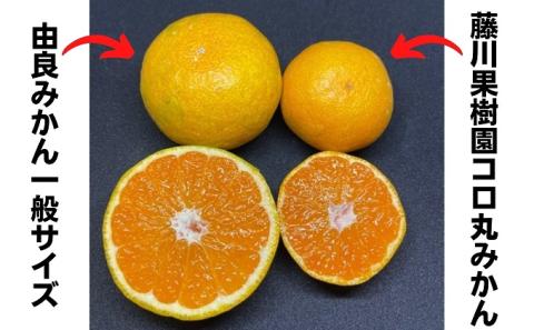 2025年秋よりお届け 瀬戸内　小みかん！コロ丸　約3kg 果物類 柑橘類 フルーツ