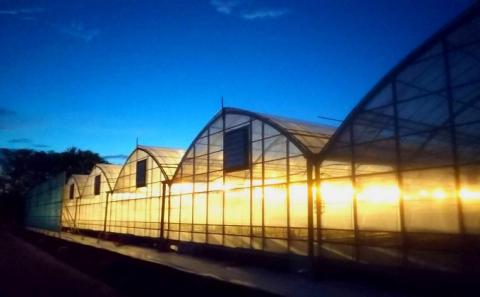 数量限定　観音寺産いちご（さぬき姫）約350g×1箱