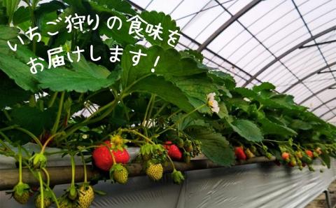 数量限定　苺狩りの食味をお届け！観音寺産完熟いちご（さぬき姫）約1kg