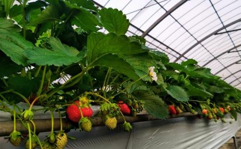 数量限定　観音寺産いちご（さぬき姫）バラ詰め約1kg（約500g×2箱）