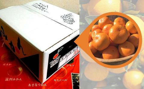 2025年秋よりお届け　田口早生みかん　約10kg 香川県産 フルーツ 果物類 柑橘類