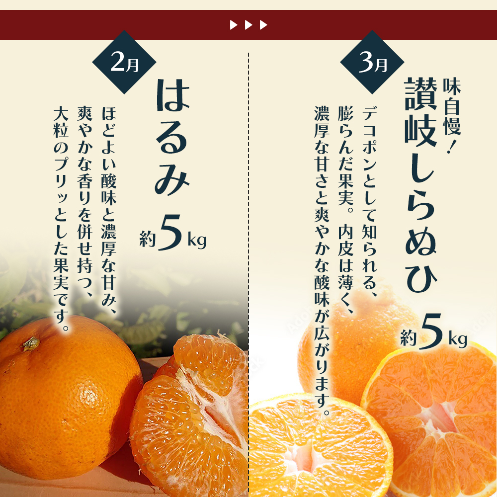 【6回 頒布会】みかん 定期便 6回 フルーツ フジカワ果樹園