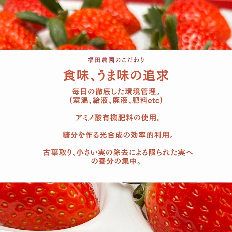 福田さんちのイチゴ(さぬきひめ) 2Lサイズ ×6パック 1.5kg以