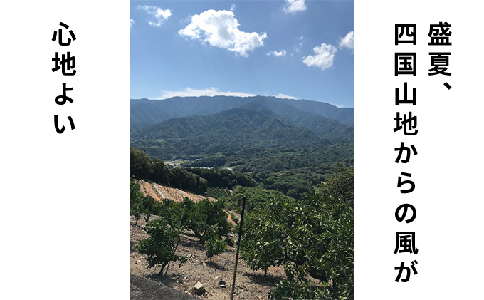 果樹園がつくる無添加　ゆら100％ストレートジュース3本セ