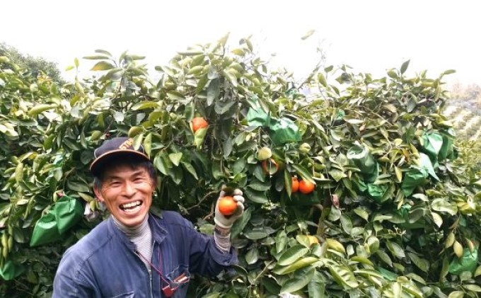 2026年先行予約 セミノール 特選33玉 Lサイズ 約5kg 果物類 柑