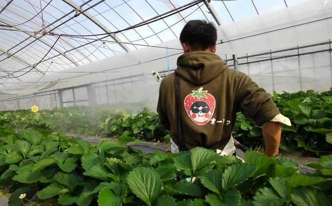 食べてご苺（さぬき姫）約1.5kg（約250g×6パック） 果物類 い