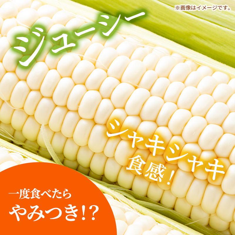《糖度18度以上》スイートコーン とうもろこし ピュアホワイト 5～6本 ※お届け：2025年6月中旬～7月上旬 野菜