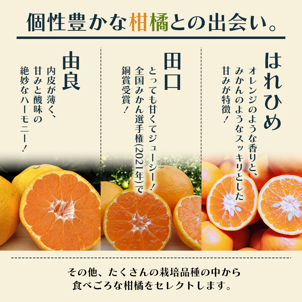 頒布会 彩り柑橘 8回定期便