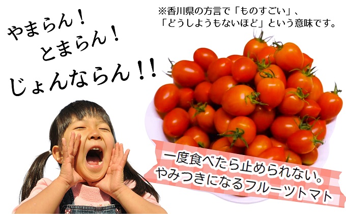 モリヒロ園芸が育てたじょんならんトマト（ギフトボックス入り） 野菜 ミニトマト サラダ 糖度高め 甘味 酸味 リコピン
