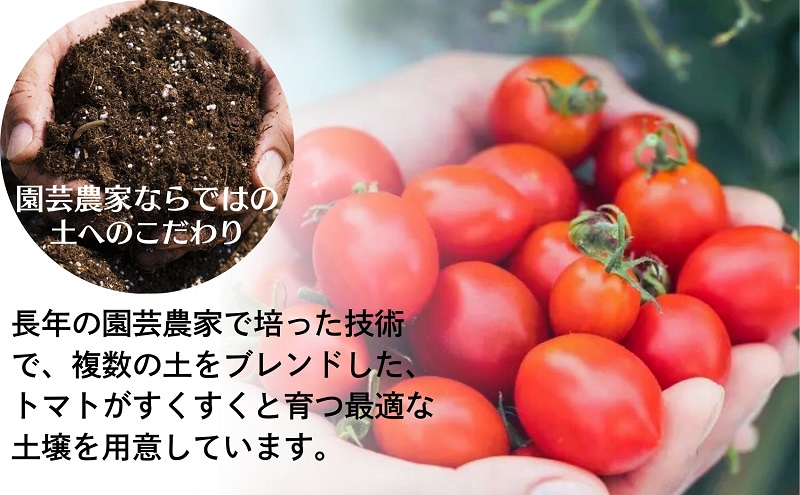 モリヒロ園芸が育てたじょんならんトマト（スティックボックス入り） 野菜 ミニトマト サラダ 糖度高め 甘味 酸味 リコピン