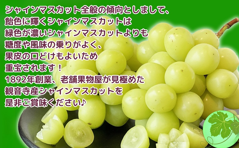 【2026年先行予約 極撰】シャインマスカット　約2kg（3～5房） 果物 ぶどう フルーツ デザート 食後 国産 日本産 産地直送 ジューシー 種なし 観音寺産