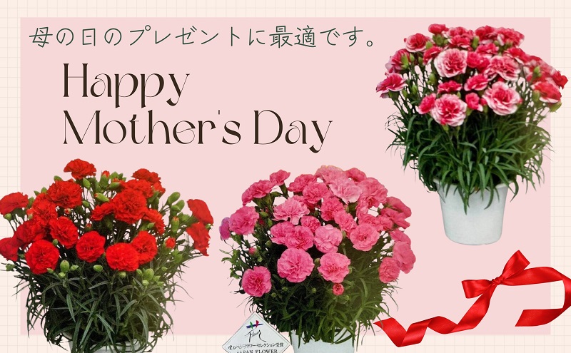 【2026 母の日 先行予約】7寸カーネーション　赤 母の日ギフト 花 フラワー? 植物 お花 贈り物 珍しいカーネーション 底面給水 母の日のプレゼント?