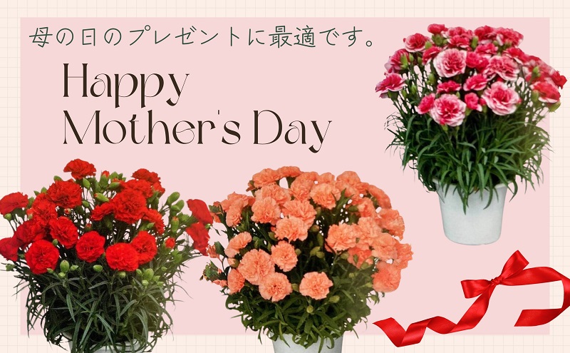 【2026 母の日 先行予約】7寸カーネーション　オレンジ 母の日 ギフト 花 フラワー? 植物 お花 贈り物 珍しいカーネーション 底面給水 母の日のプレゼント?