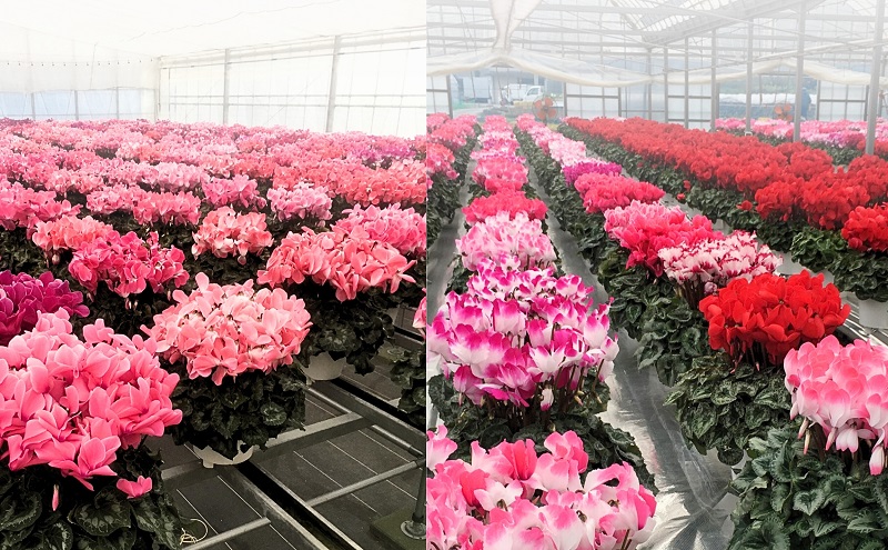 7号鉢 底面給水 シクラメン 1鉢（箱入り）