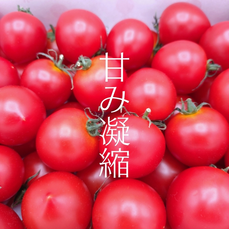 井下とまと園の完熟 フルーツトマト 約2kg 果物類 野菜