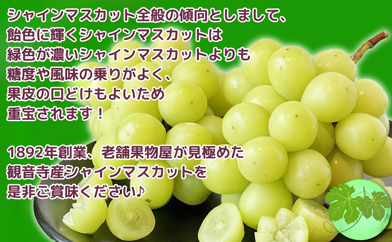 【2026年8月中旬より順次発送】 極撰！大房シャインマスカット 1房（約750g） 果物 ぶどう フルーツ 飴色 輝く 高糖度 風味 果皮 口どけ パリッ ジューシー 果肉 種なし パクパク 老舗 果物屋
