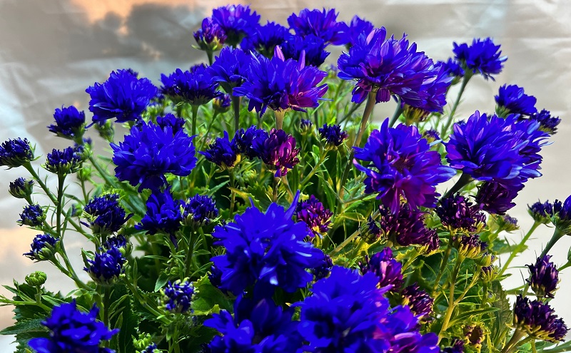 モリヒロ園芸が育てたサイネリア「天使のエール」