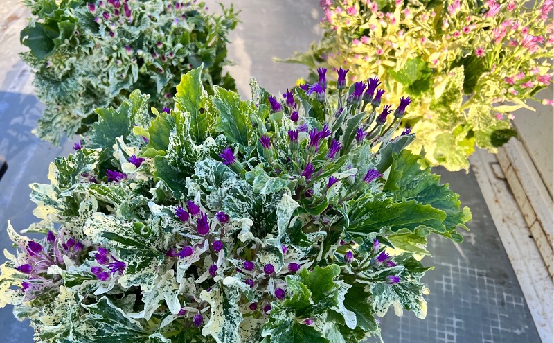 モリヒロ園芸が育てた富貴桜「なごり雪」