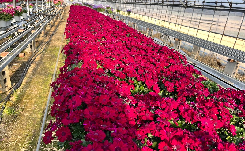 モリヒロ園芸が育てた富貴桜「さくやひめ」