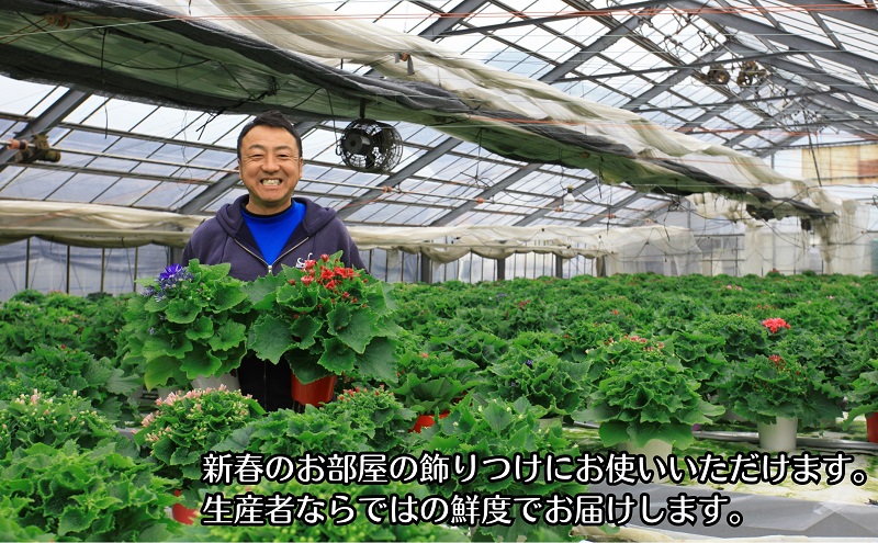 モリヒロ園芸が育てたサイネリア「MHセレクション」