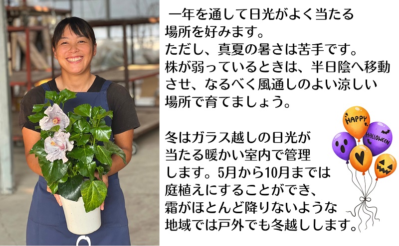 モリヒロ園芸が育てた「ハロウィンハイビスカス」