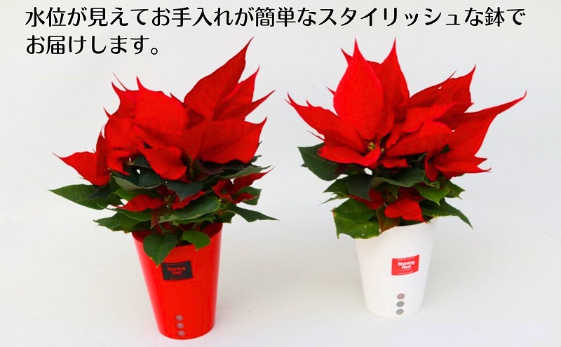 モリヒロ園芸が育てたポインセチアとプリンセチア