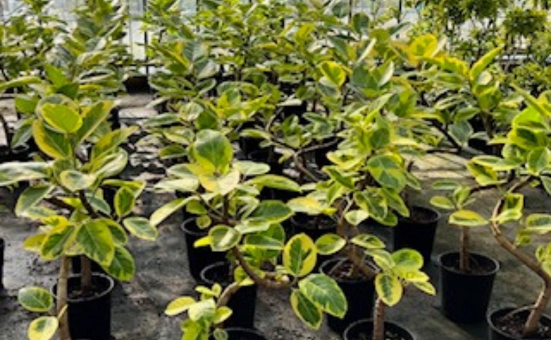 モリヒロ園芸が育てたフィカス「ウンベラータ」