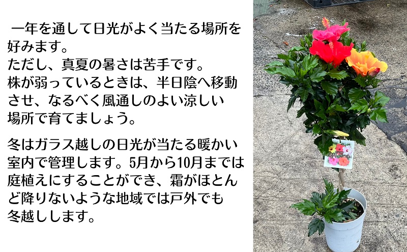 モリヒロ園芸が育てたハイビスカス スタンド仕立て